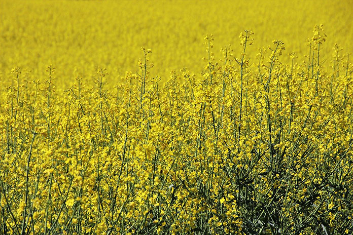 Jak powstrzymać łamliwość źdźbła zbóż przed zniszczeniem roślin