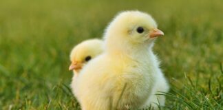 Jak zrobić dziurę na kran w zlewie?