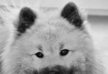 Czy Pedigree jest zdrowe? Czy Pedigree jest zdrowe?