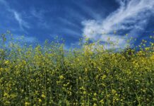 Jak się robi musztardę?