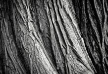 Co grozi za wykonywanie usług na czarno? Co grozi za wykonywanie usług na czarno?