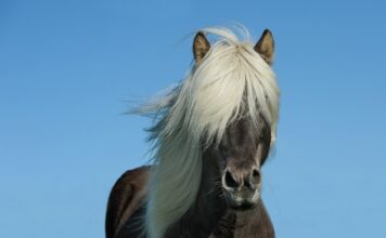 Jak można wsiąść na konia?