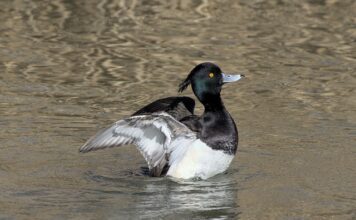 Ile Rzędowy łańcuch?