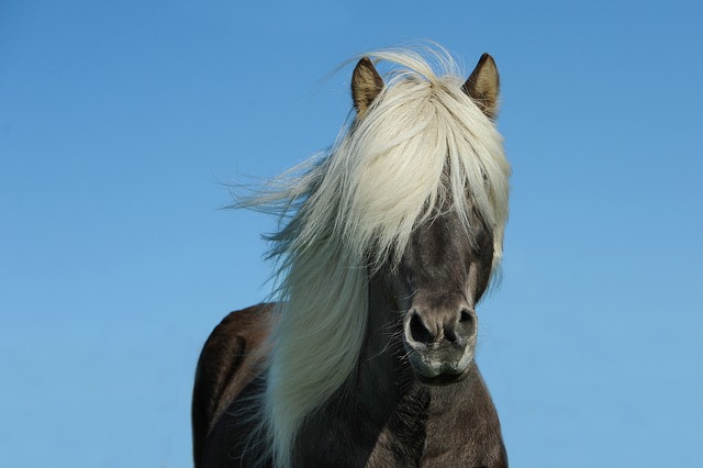 Kiedy źrebak staje się koniem? Kiedy źrebak staje się koniem?