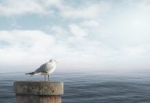 Jak uspokoić konia w galopie?